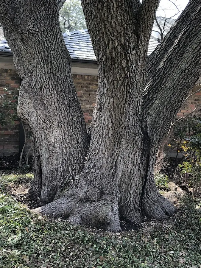 Mature heritage tree close to a Zahl property cared for by certified arborists